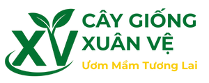 Cây Giống Xuân Vệ